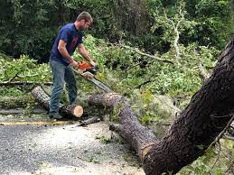 How Our Tree Care Process Works  in  Bayside Gardens, OR